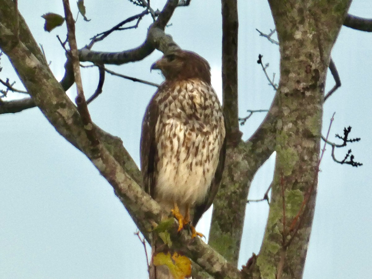 Red-shouldered Hawk - ML647003112