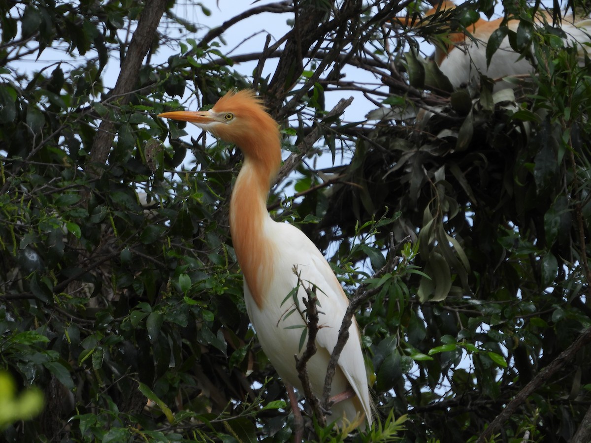 Eastern Cattle-Egret - ML647003114