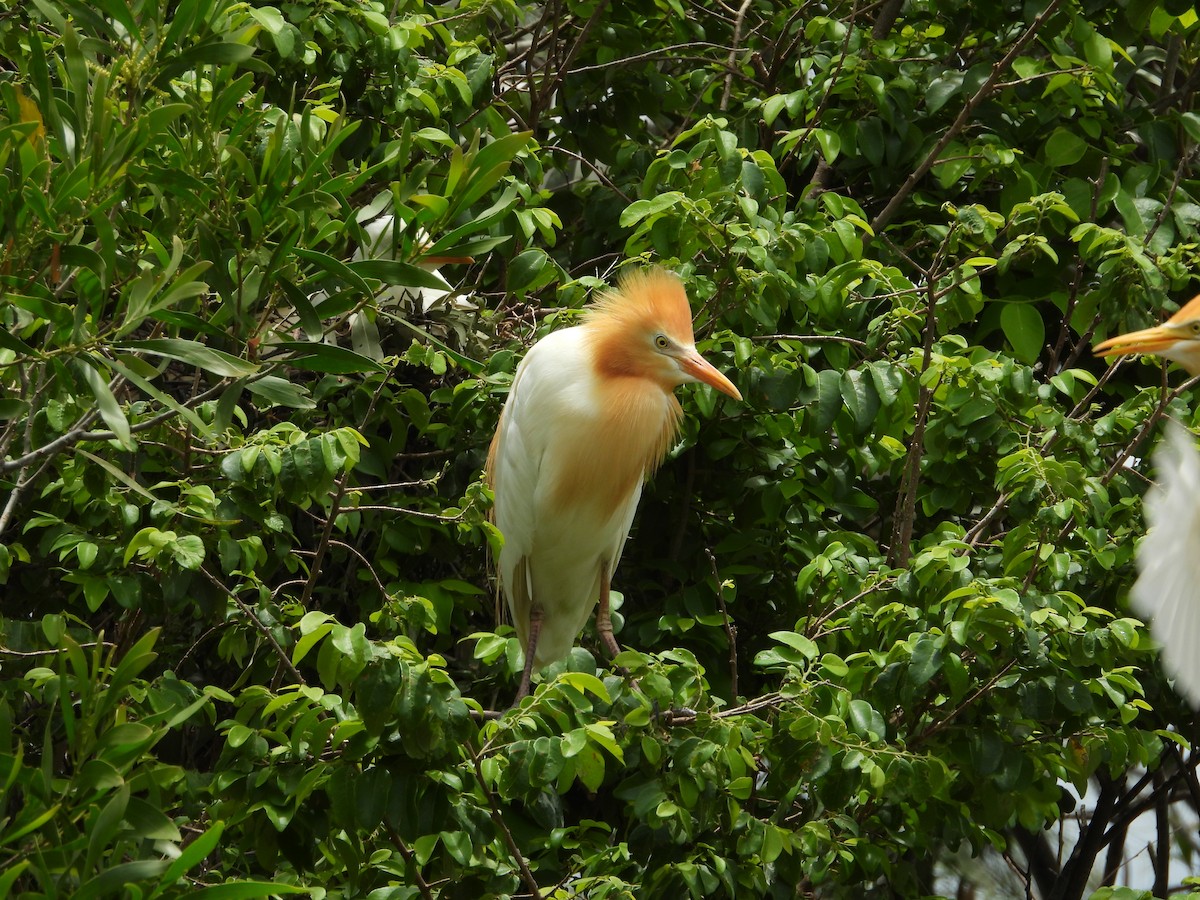 Eastern Cattle-Egret - ML647003118