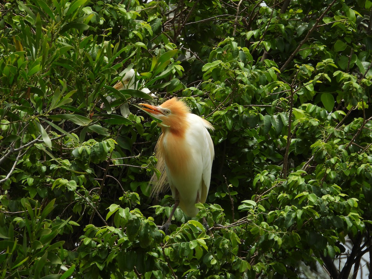 Eastern Cattle-Egret - ML647003120