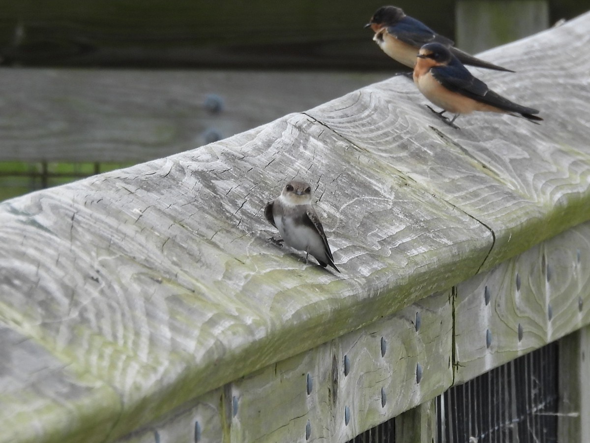 Bank Swallow - ML647003122