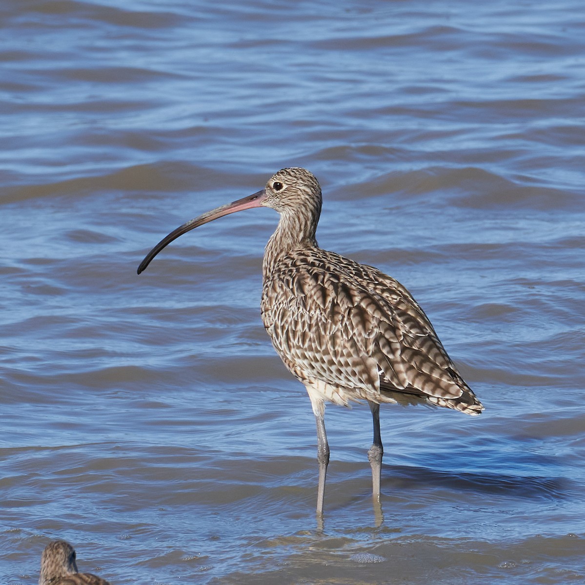 Zarapito Siberiano - ML647003123