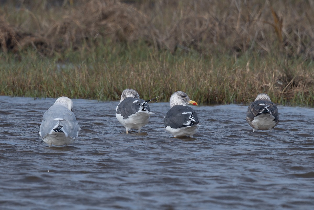 Lesser Black-backed Gull - ML647003128