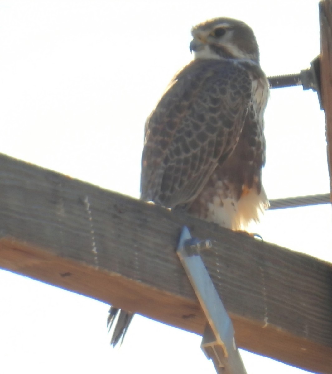 Prairie Falcon - ML647003133