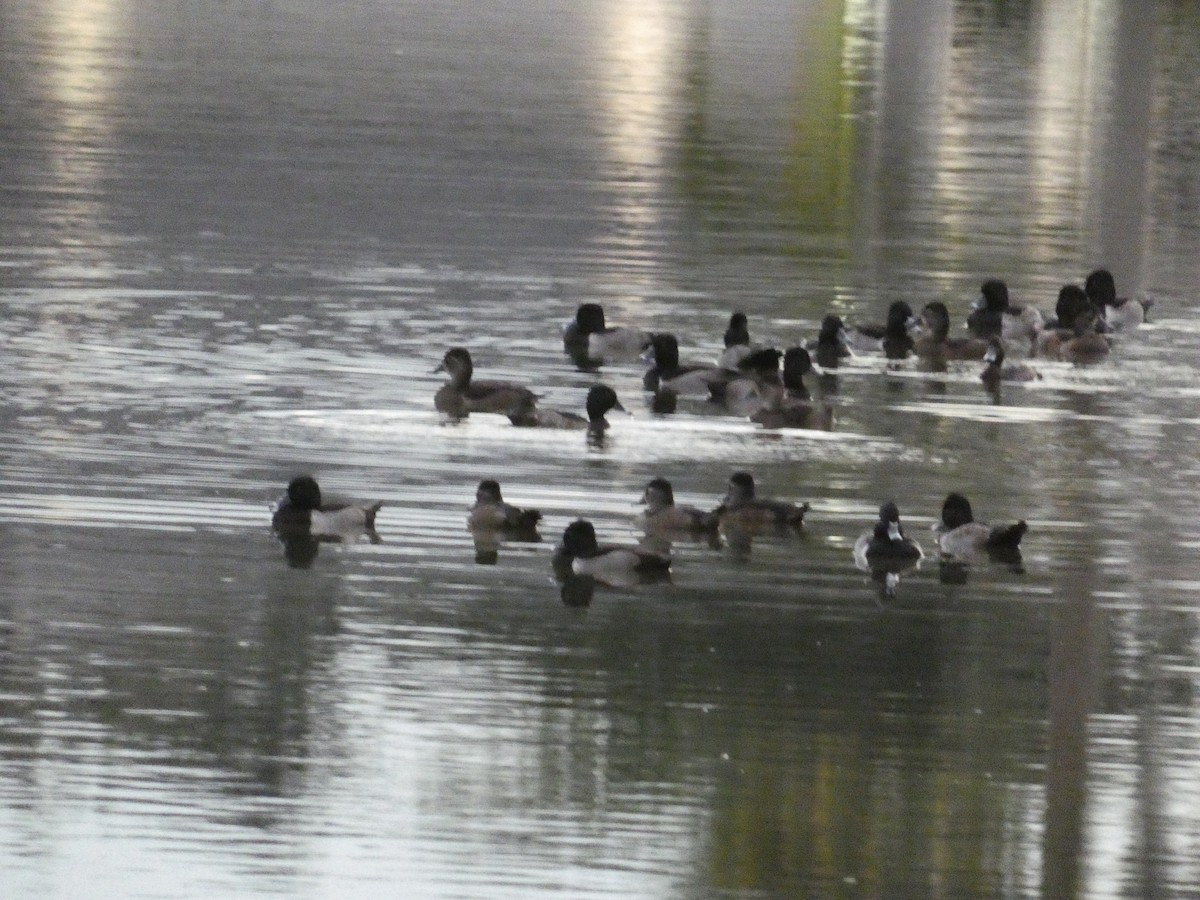 Ring-necked Duck - ML647003136
