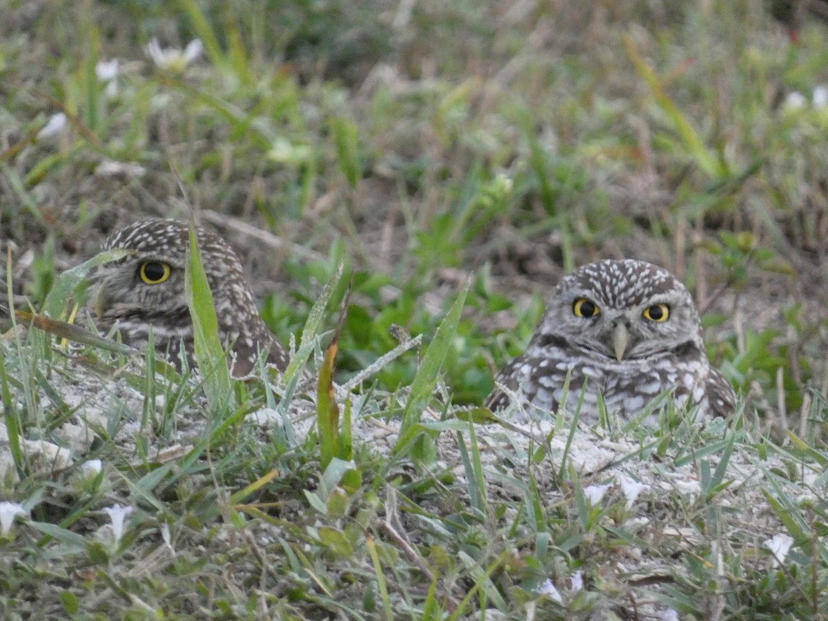 Burrowing Owl (Florida) - ML647003137