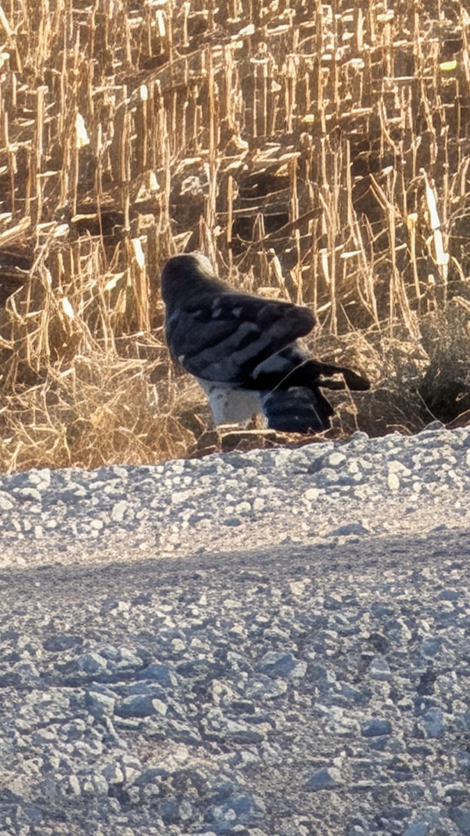 Mirotz zuri iparramerikarra - ML647003139