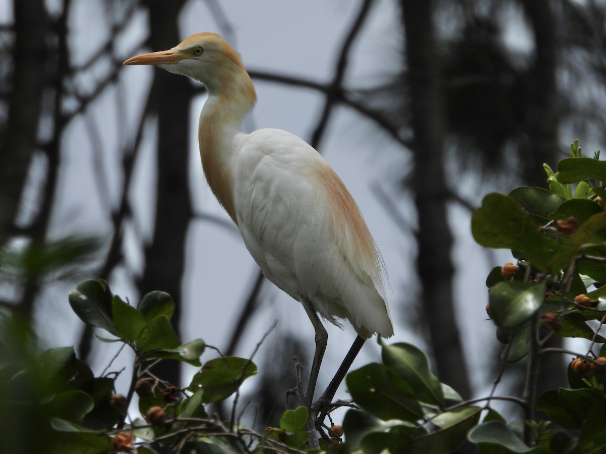 Eastern Cattle-Egret - ML647003140