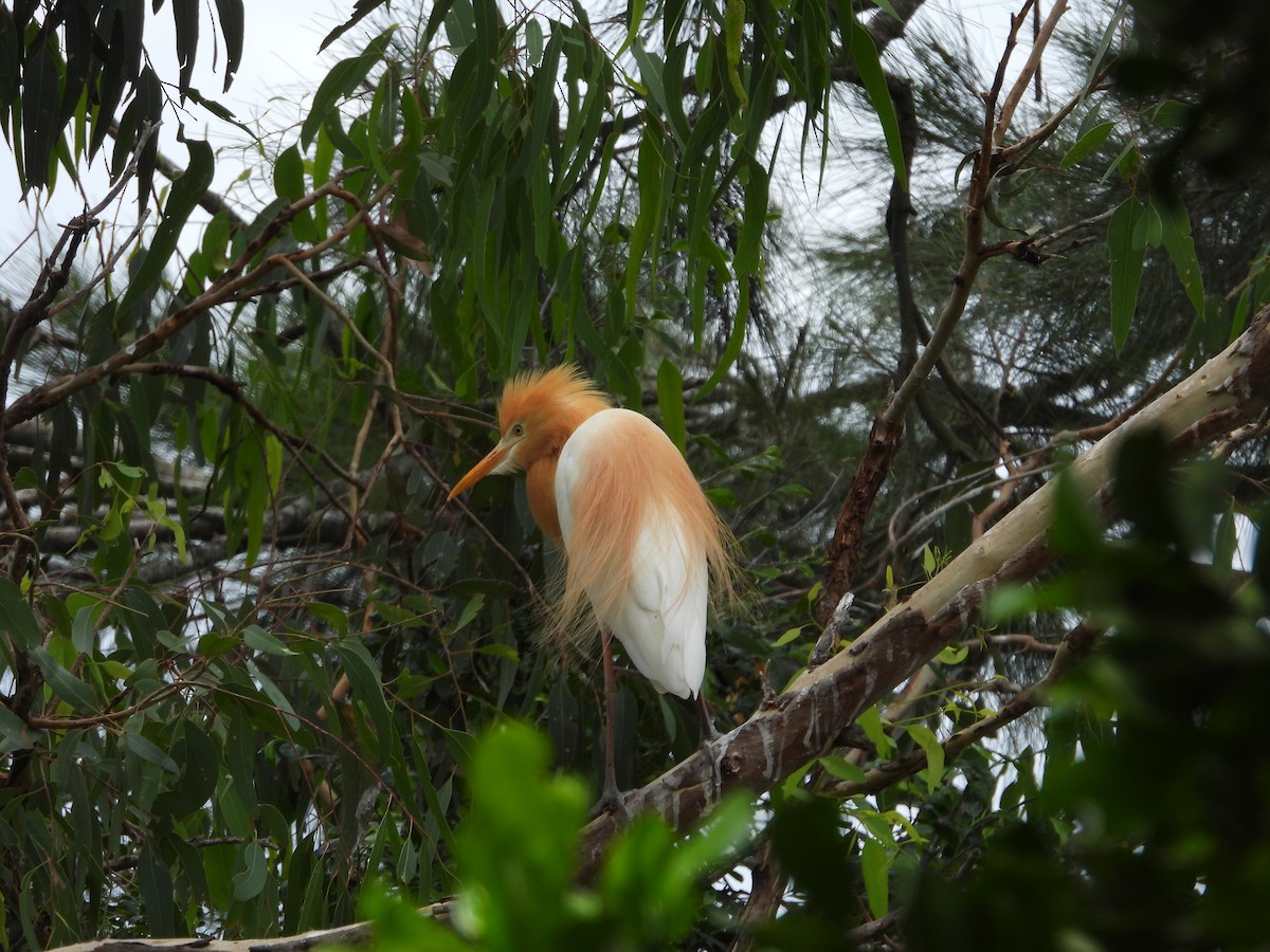 Eastern Cattle-Egret - ML647003141