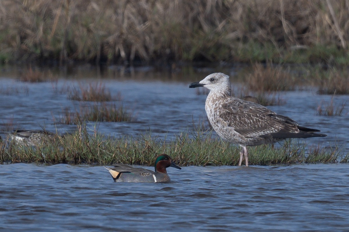 Lesser Black-backed Gull - ML647003143