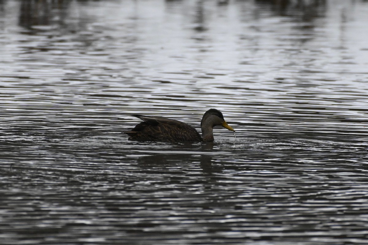 American Black Duck - ML647003145