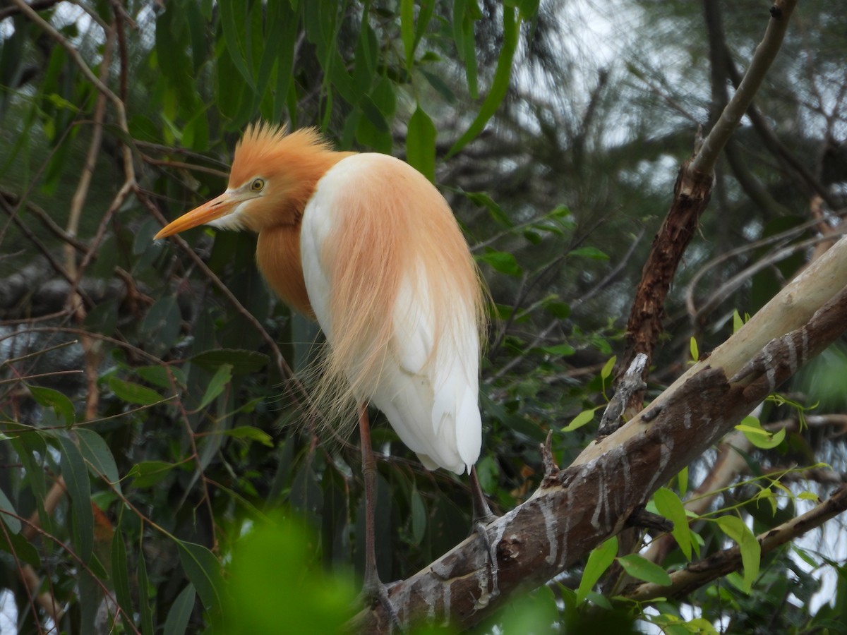 Eastern Cattle-Egret - ML647003146