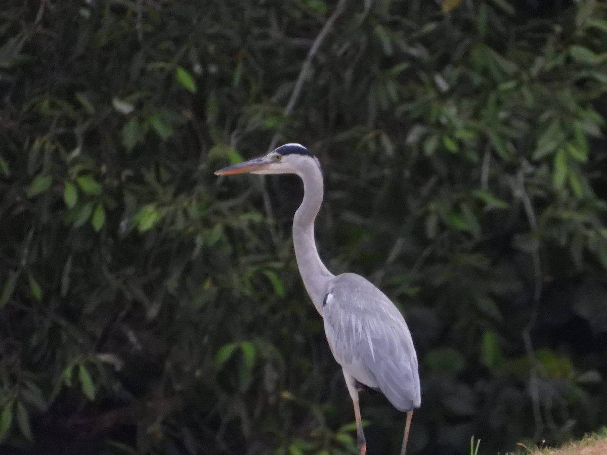Gray Heron - ML647003151