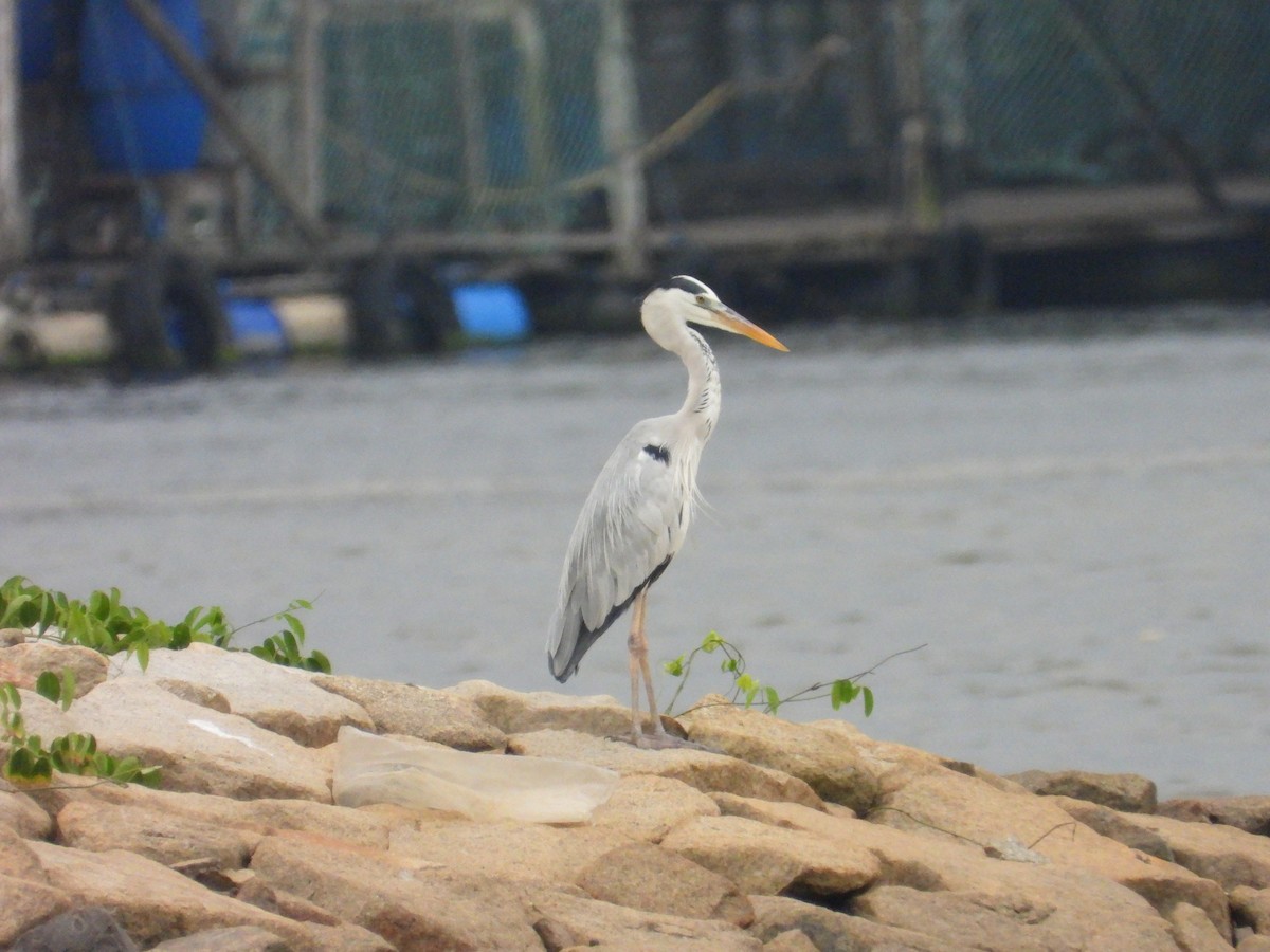 Gray Heron - ML647003152