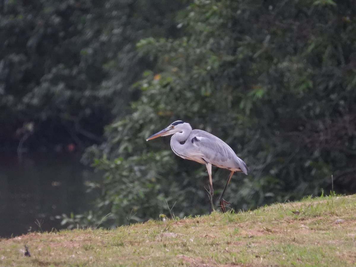 Gray Heron - ML647003153