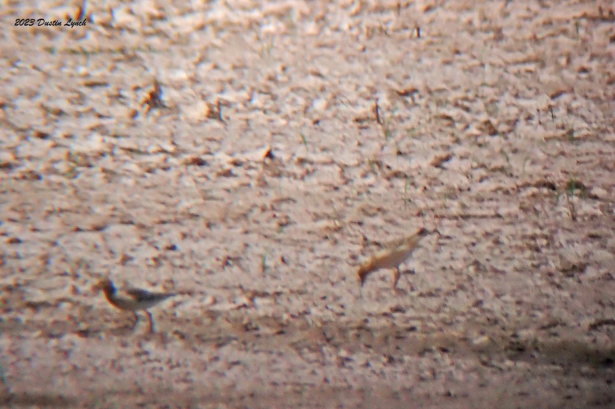 Buff-breasted Sandpiper - ML647003154