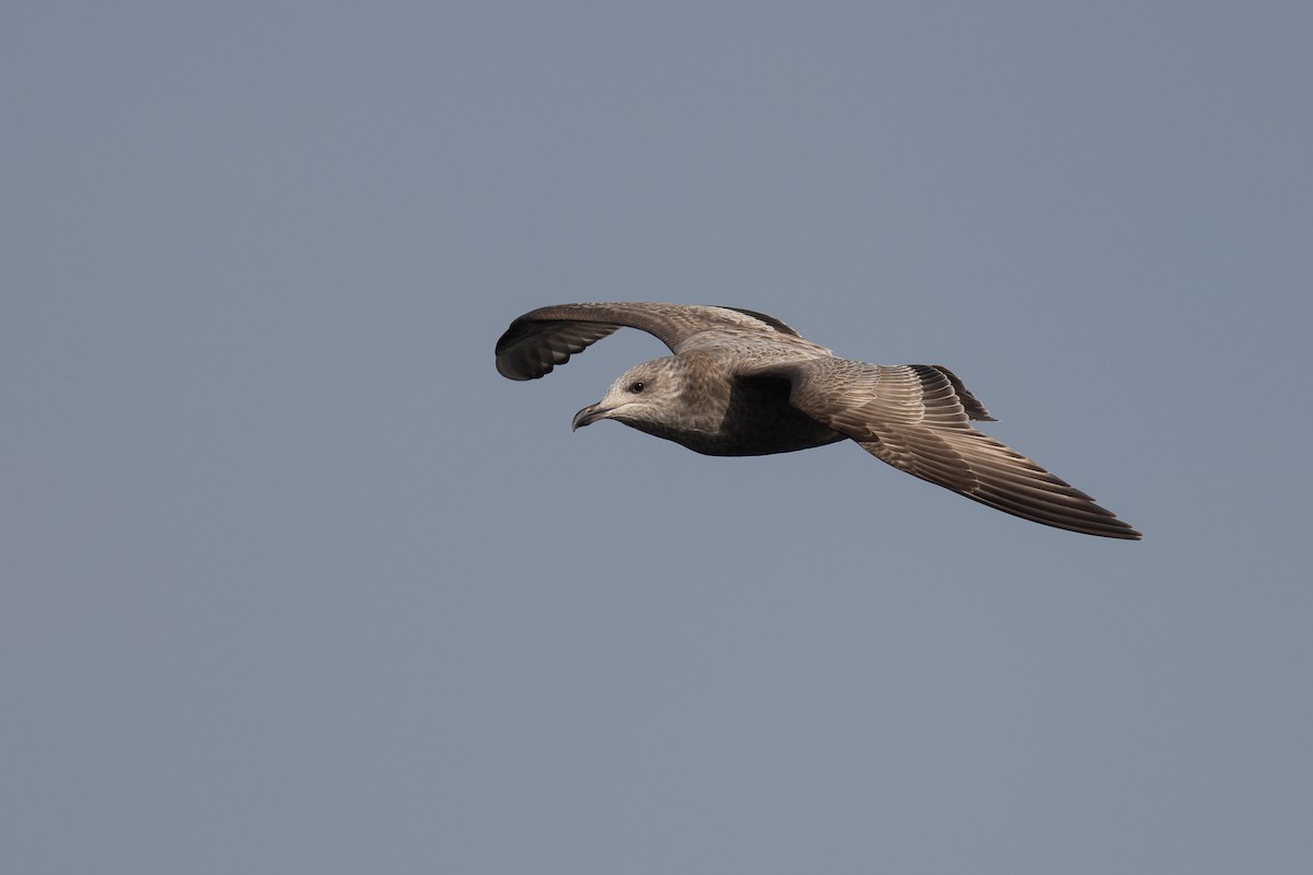 American Herring Gull - ML647003155