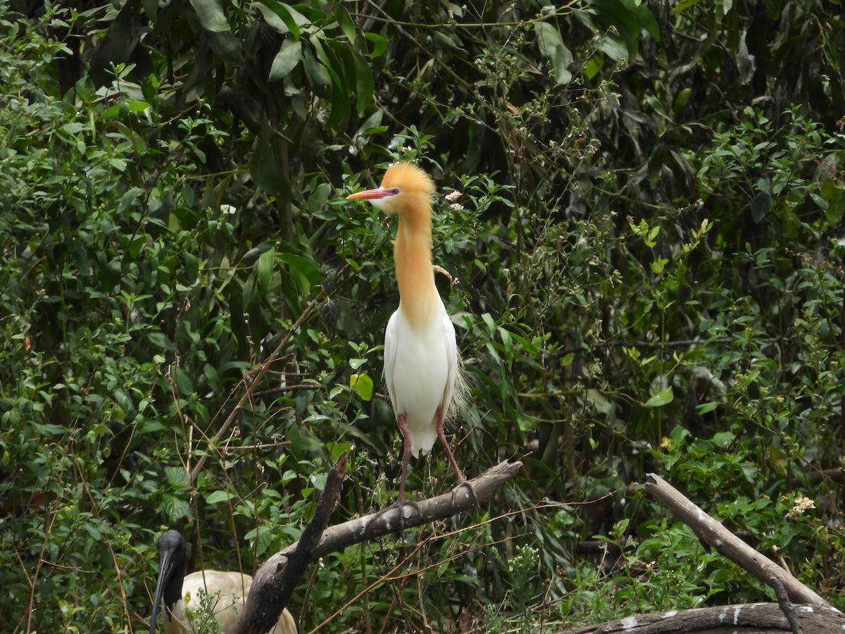 Eastern Cattle-Egret - ML647003157