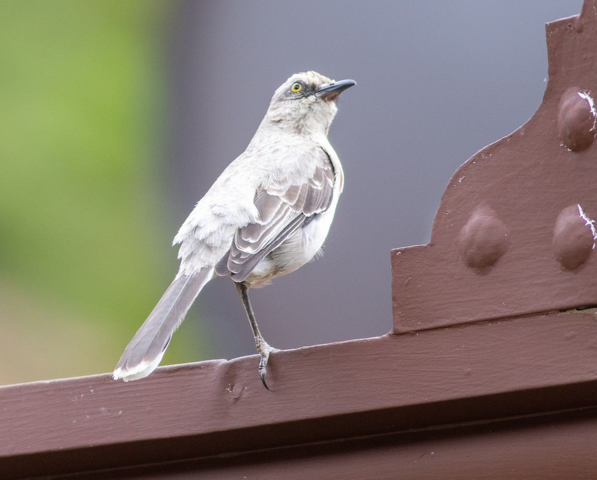 Tropikal Taklitçi - ML647003158