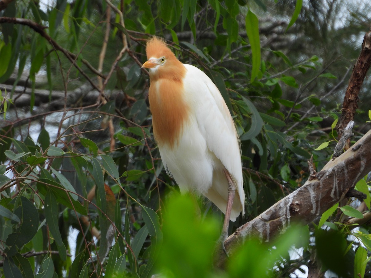 Eastern Cattle-Egret - ML647003159