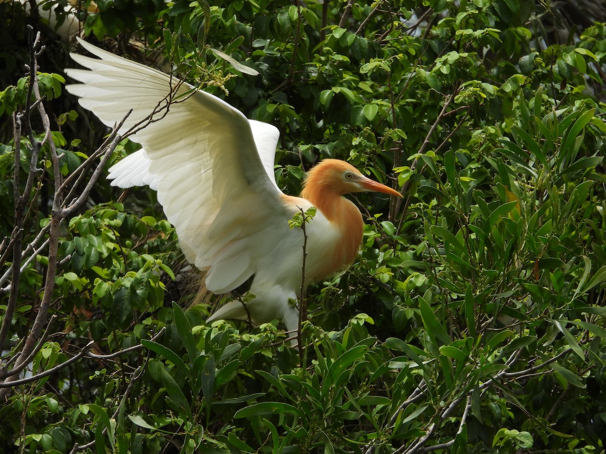 Eastern Cattle-Egret - ML647003160