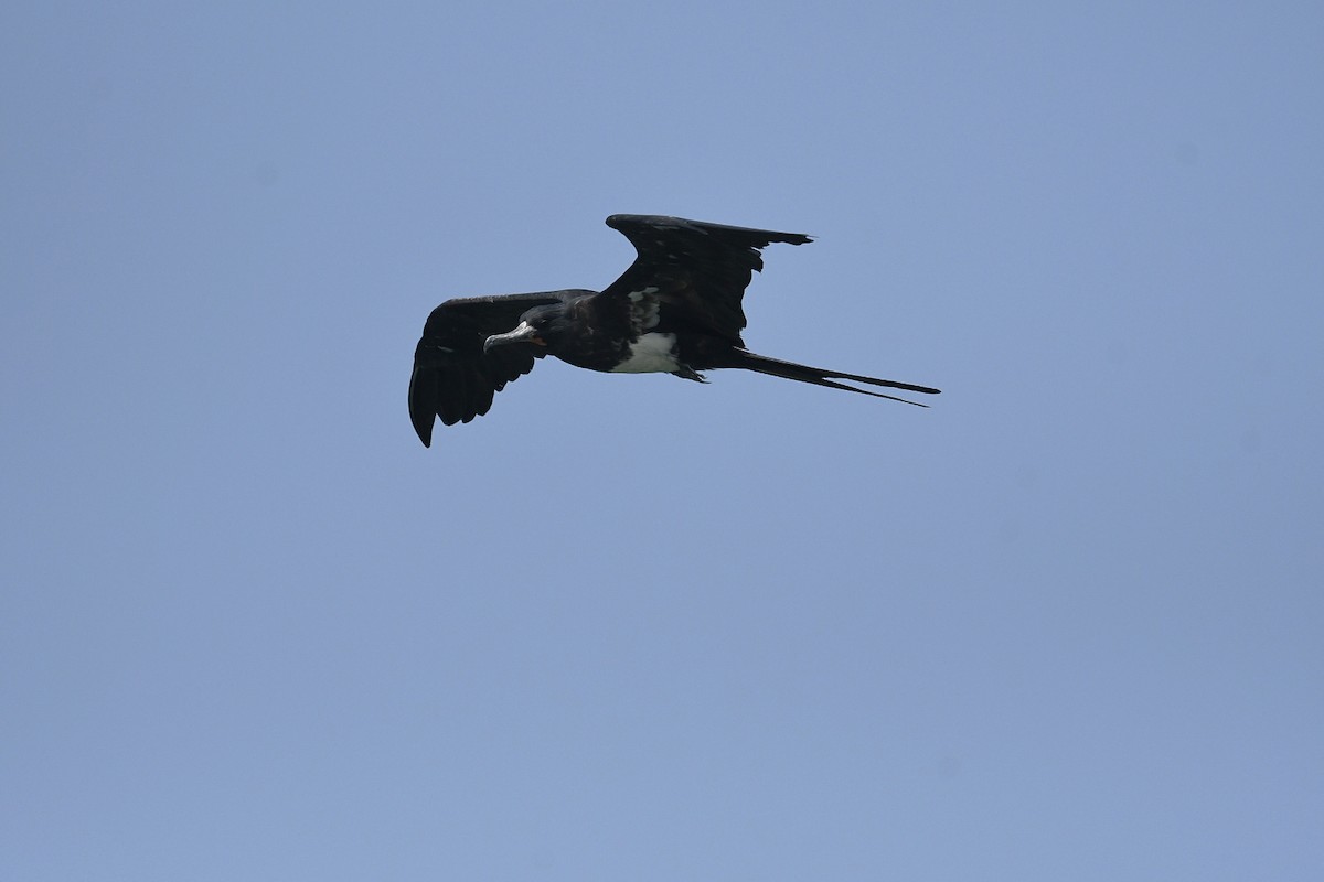 Christmas Island Frigatebird - ML647003162