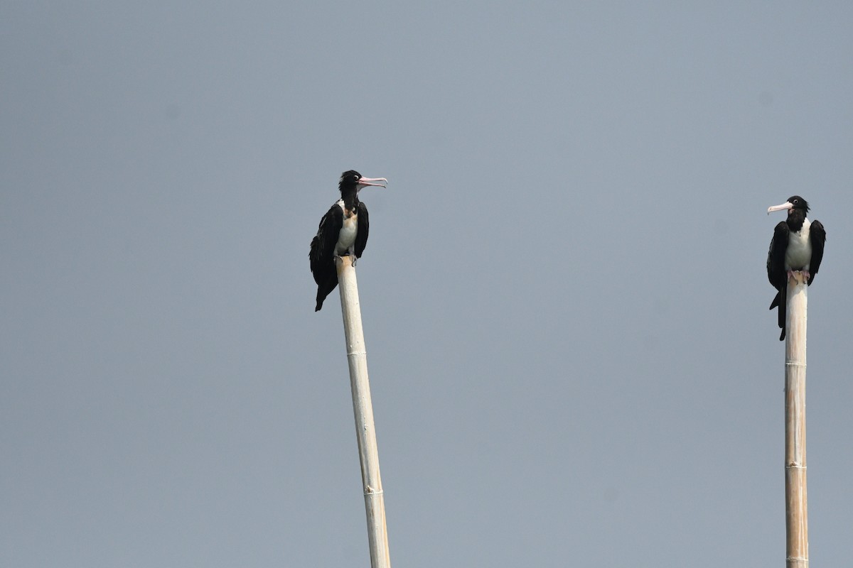 Christmas Island Frigatebird - ML647003163