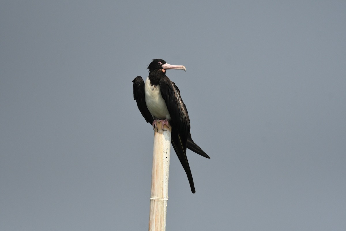 Christmas Island Frigatebird - ML647003164