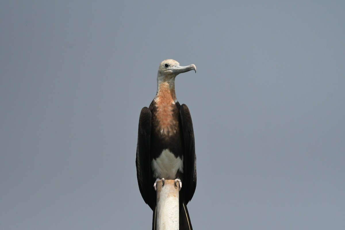 Christmas Island Frigatebird - ML647003165