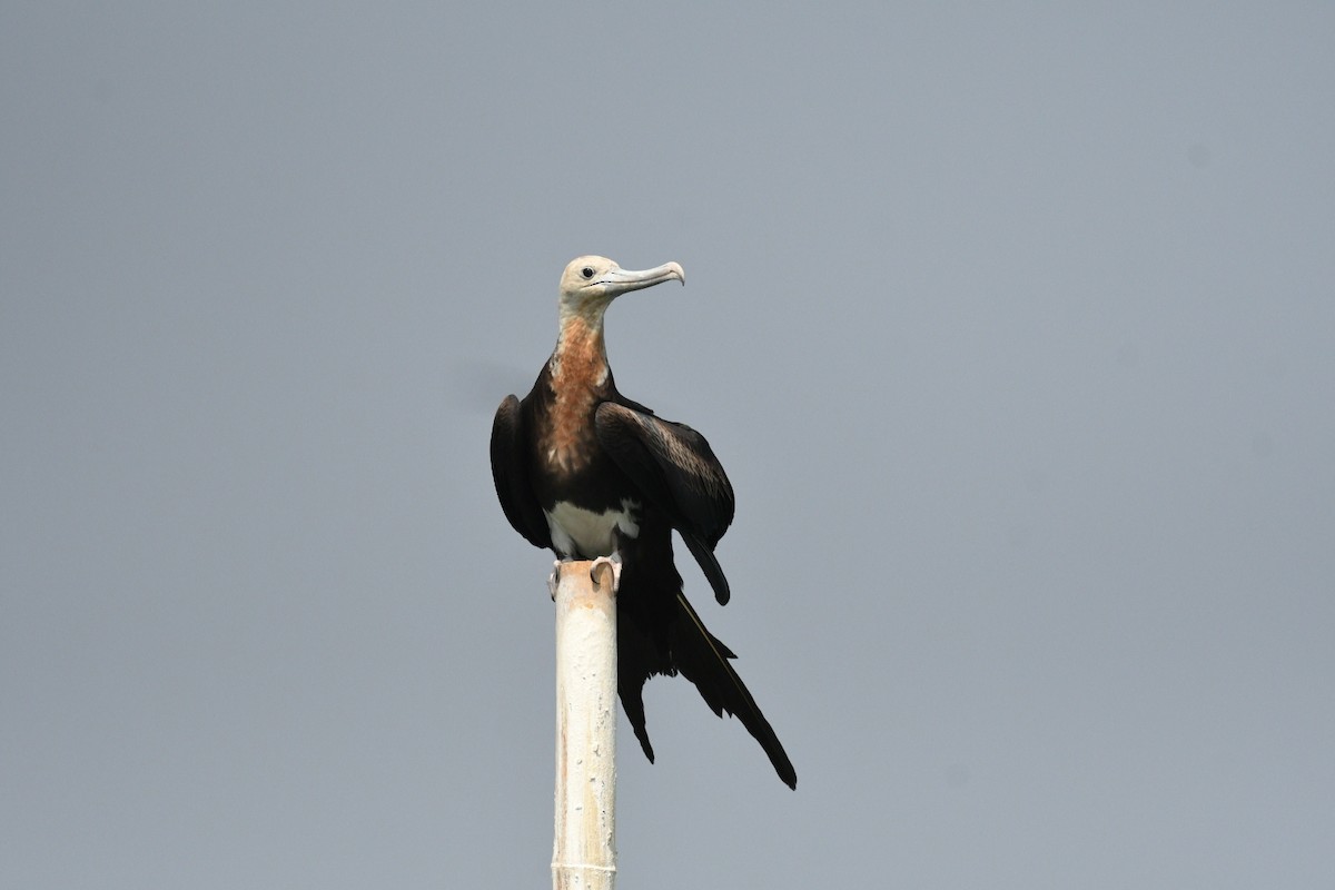 Christmas Island Frigatebird - ML647003166