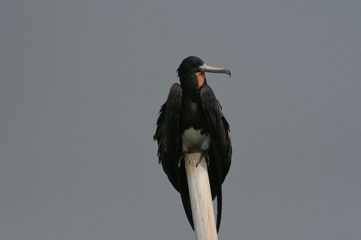 Christmas Island Frigatebird - ML647003167