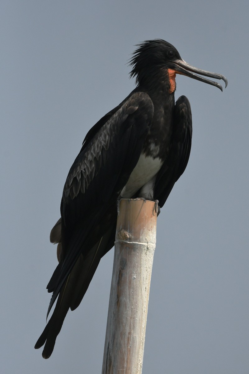 Christmas Island Frigatebird - ML647003168