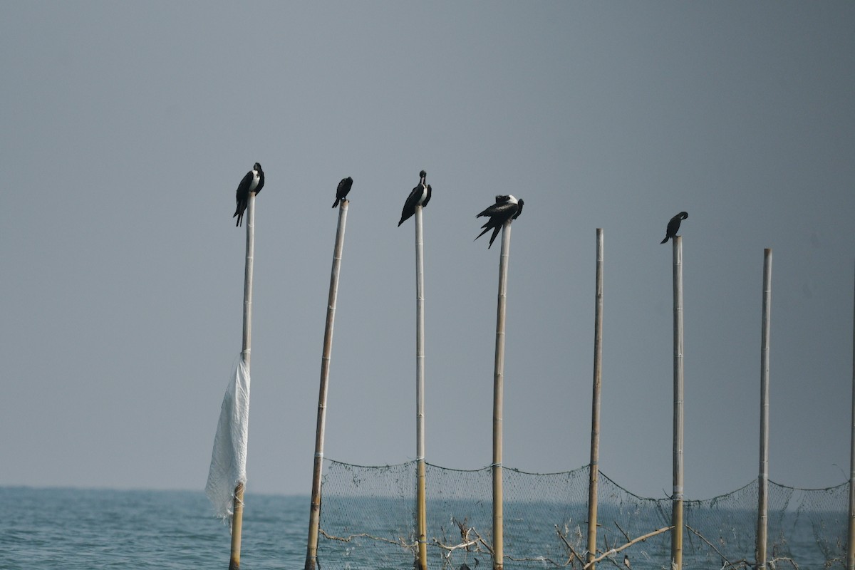 Christmas Island Frigatebird - ML647003169