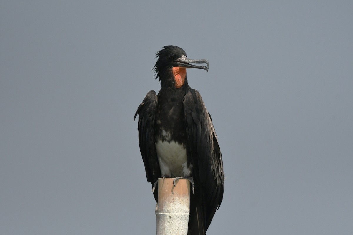 Christmas Island Frigatebird - ML647003170