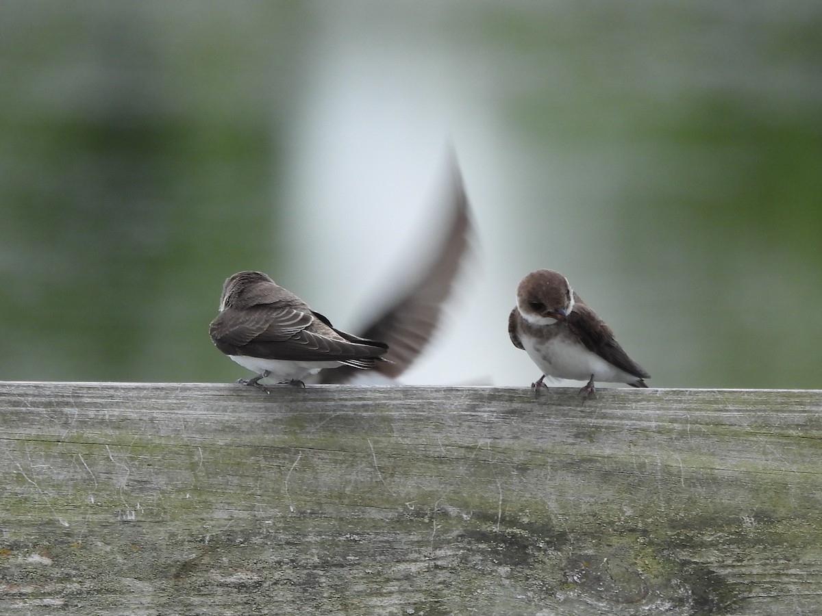 Bank Swallow - ML647003175