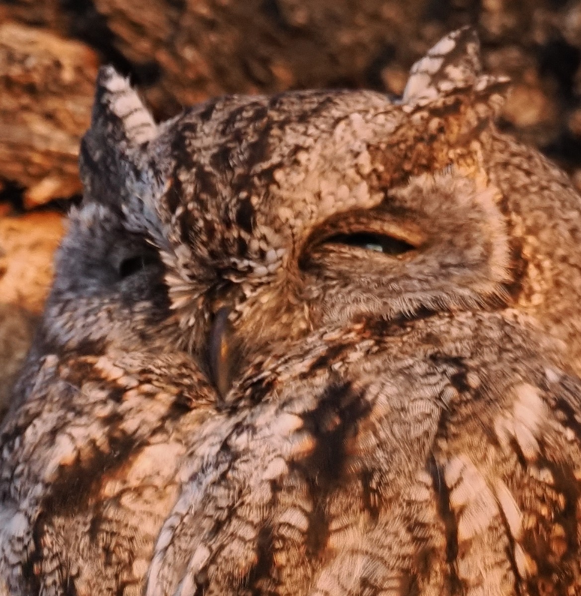 Western Screech-Owl - ML647003176