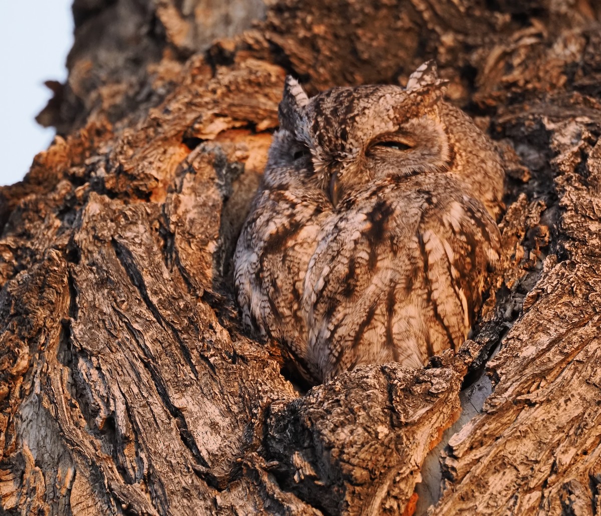 Western Screech-Owl - ML647003177