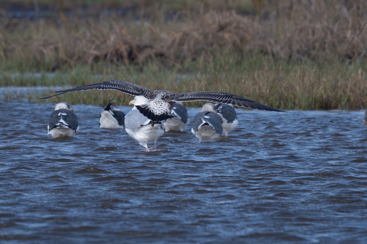 Lesser Black-backed Gull - ML647003178