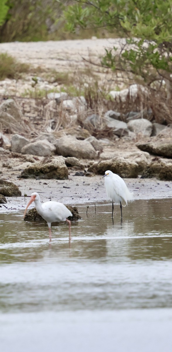 ユキコサギ - ML647003179