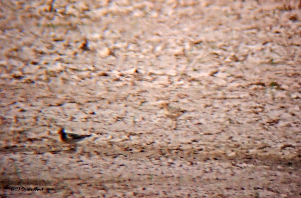 Buff-breasted Sandpiper - ML647003180