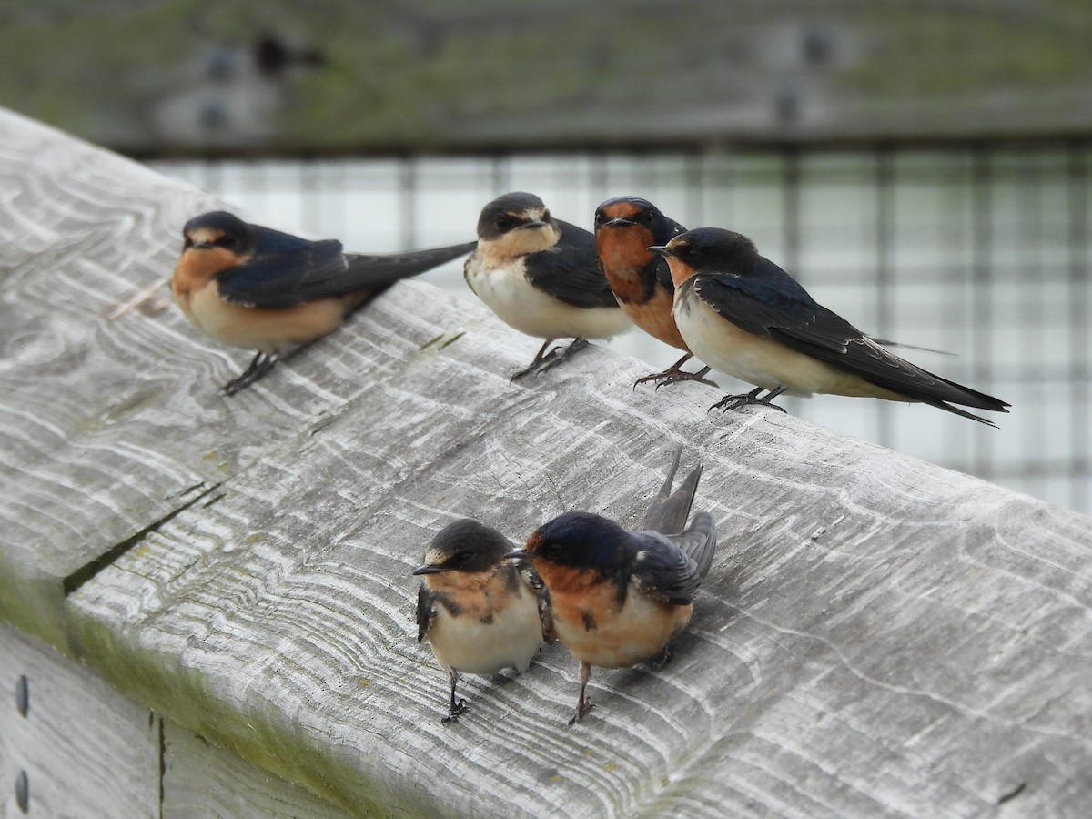 Ластівка сільська - ML647003181