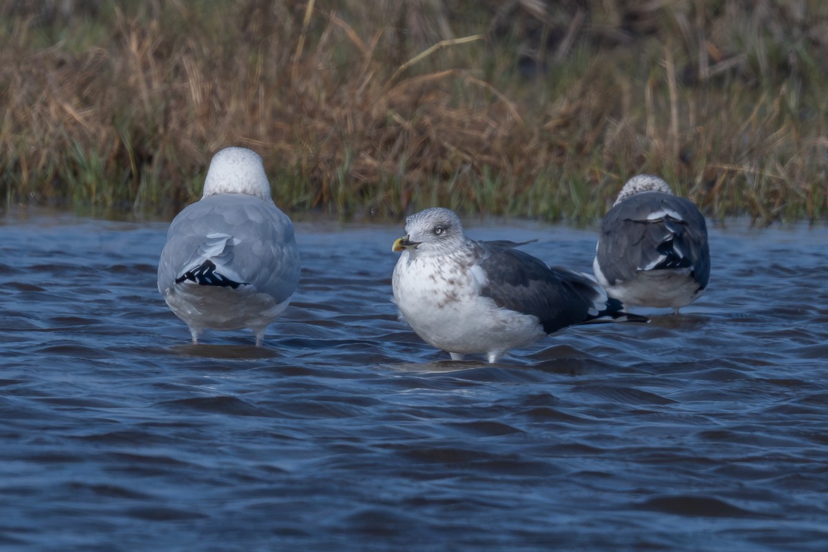 Lesser Black-backed Gull - ML647003182