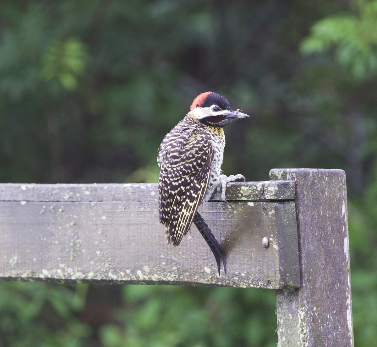 Green-barred Woodpecker - ML647003183