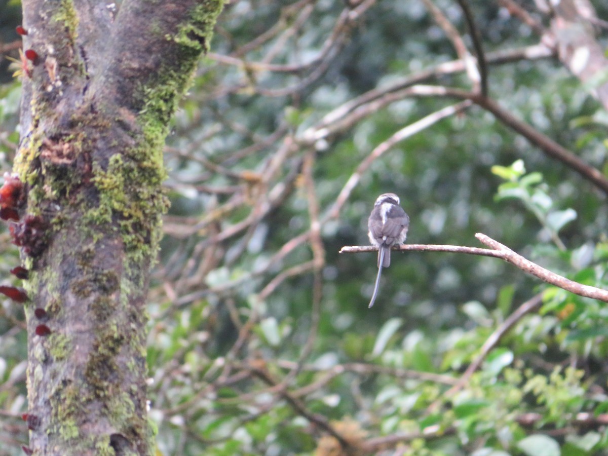 Saltarín Colilargo - ML647003185