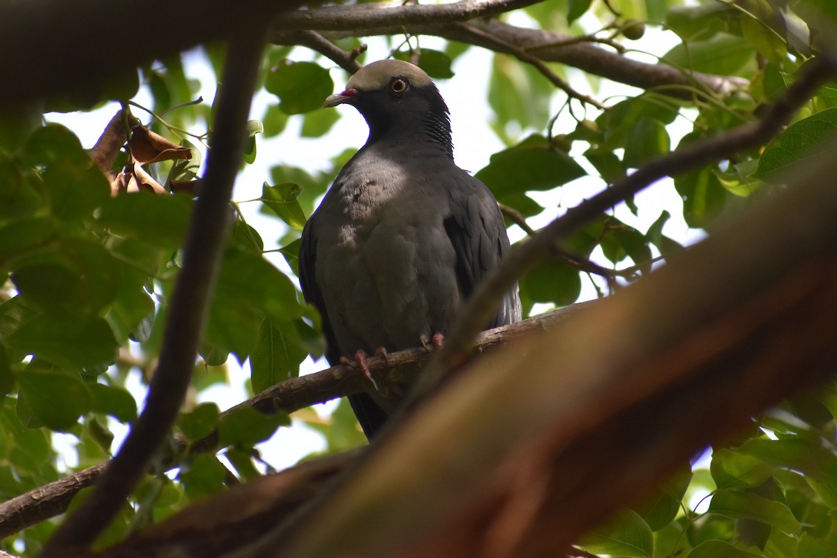 White-crowned Pigeon - ML647003187