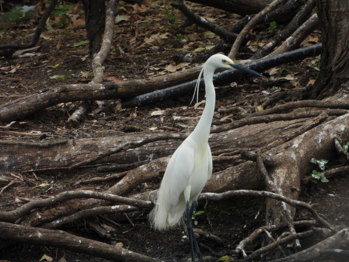 Little Egret - ML647003188
