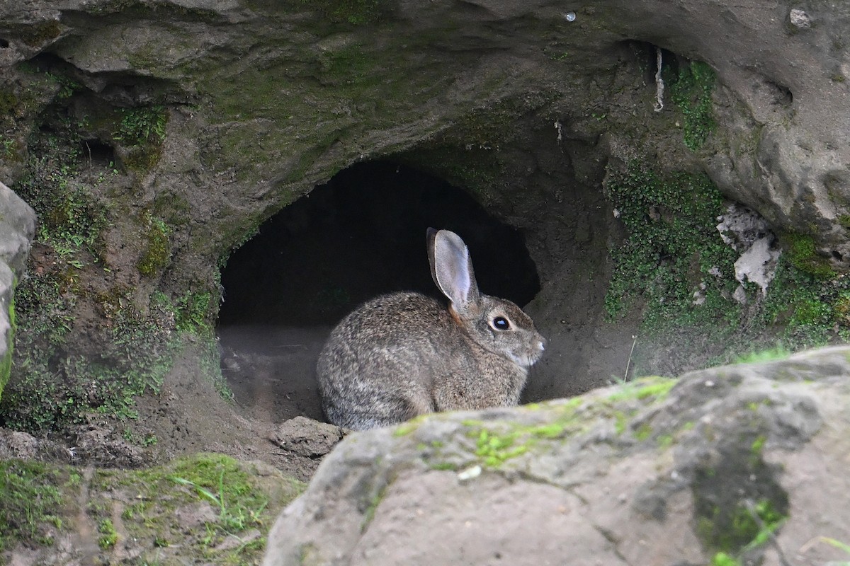 Степной кролик - ML647003193