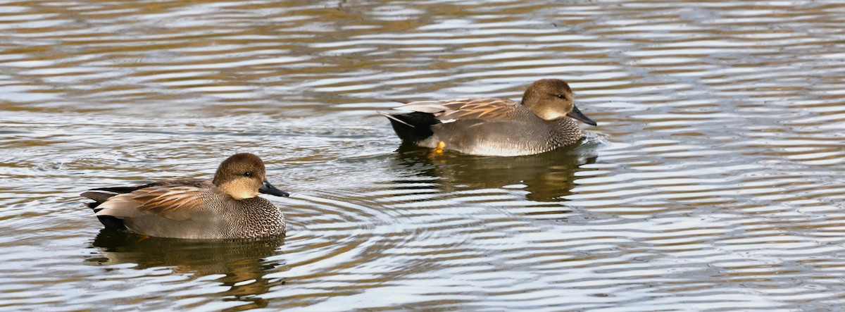 オカヨシガモ - ML647003198