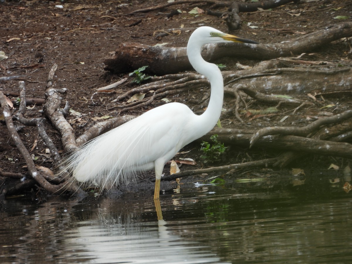 Great Egret - ML647003200