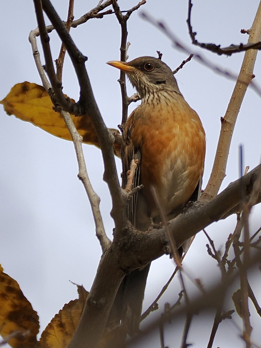 Rufous-backed Robin - ML647003203